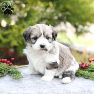 Marla, Havachon Puppy